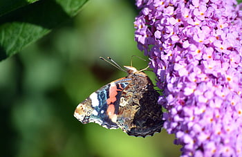 butterfly, pollination, little Fox, butterfly Purple, common Buddleia, butterfly Bush, insect, entomology, garden, nature, flower