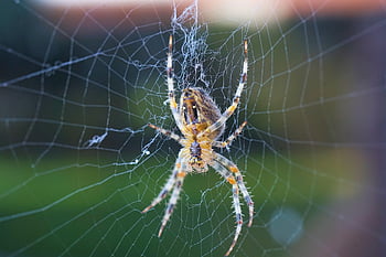 pavouk, web, pavučina, hmyz, pavoučí síť, koule, orb-weaver, pavoukovec, Arachnologie, arachnofobie, Příroda