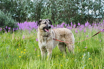 dog, leash, field, pet, collar, dog Collar, dog Leash, wildflowers, meadow, canine, mammal