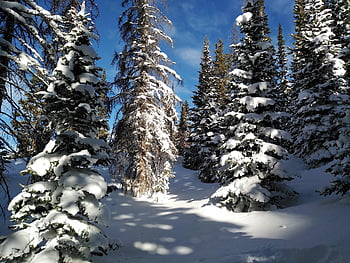 Pinos, invierno, Nieve, Rocky Mountains, Colorado, bosque, tranquilidad, paz, paisaje, Paisajenevado, nevado