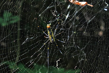 spider, web, cobweb, insect, nature, spiderweb, halloween, creepy, arachnid, scary, horror