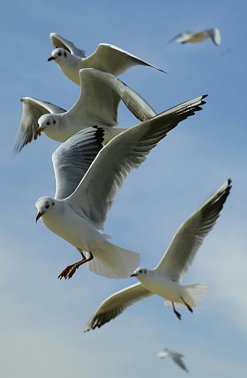 flock of seagulls, flying seagulls, clear blue sky, seagull wingspan, close-up photo, birds in flight, seagull flock, graceful flight, seagull photography, wildlife photography, nature scene