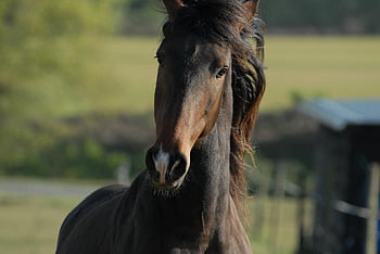 dier, paard, zoogdier, fauna, natuur, paarden, soorten