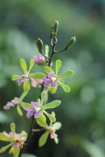 orchidea, Epidendrum, fiori, giardino, natura, flora