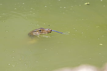 vodní monitor, krutý, puntíkovaný, Austrálie, tropické klima, plazení, dráp, ohrožené druhy, zoologie, Thajsko, plaz