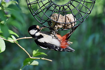 bird, woodpecker, great Spotted Woodpecker, forest Bird, tree, garden, nature, animal, forest, feeding, ornithology