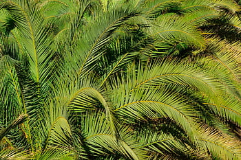 pattern, green, background, template, texture, colored, nature, thailand, spring, flower, decorate