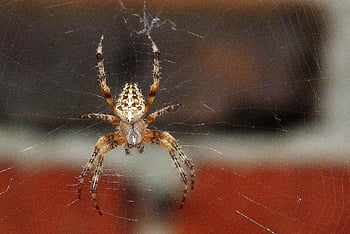 araña de jardín, Araneus, araña, web, telaraña, arácnido, de cerca, ocho patas, aracnofobia, animal, naturaleza