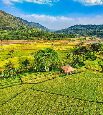 prise de vue aérienne, rizières dynamiques, les montagnes, Purwakarta, Java Ouest, Indonésie, champ d'herbe verte, paysage magnifique, paysage rural, beauté naturelle, champs agricoles