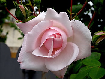 pink, beautiful Flowers, rosebushes, color Pink, flowering Shrubs, plants, flower, garden, gardening, horticulture, botanical