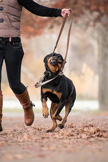 rottweiler, hund, kvinde, ejer, kæledyr, snor, pattedyr, dyr, efterår, blade, Brun