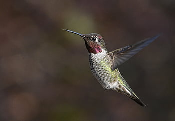 colibrì di Anna, colibrì, uccello, aviaria, animale, volante, Ali, conto, piume, becco, capo