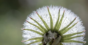 paardebloem, detailopname, druppels, dauwdruppel, dauw, de lente, fabriek, macro, inschrijving, natuur, weide