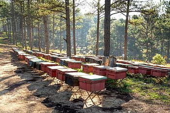 úly, hnědé dřevěné úlové bedýnky, borovicový les, Letní scenérie, Serene Park, včelařství, Venkovní Apiary, přírodní prostředí, produkce medu, lesní včelín, včelí kolonie
