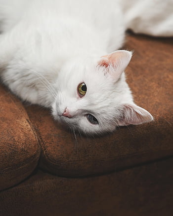 animal, cat, feline, pet, mammal, whiskers, nature, macro, breed, fur, lying