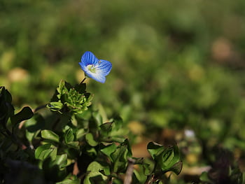 flower, flower Background, persian Speedwell, bloom, blossom, botany, plant, beautiful Flowers, flora, nature, flower Wallpaper