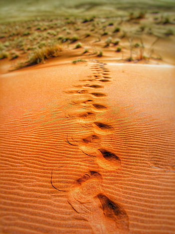 Amprente de deșert, Peisaj nisipos, Desert de zi, Traseu de amprente, mare deșert, Terenul nisipos, explorarea deșertului, desert desert, imprimeuri de deșert, desert aventura, dune de dunăre