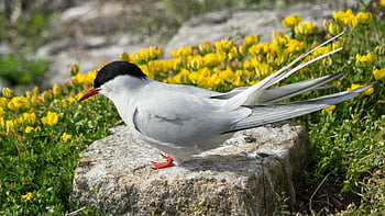 arctic Tern, north Sea, north Friesland, bird, watt, schleswig-holstein, wadden Sea, national Park, coast, north Sea Coast, nature