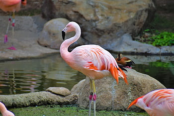 plameňák, 2023-2024 Animal Photography, zvíře, brodivý pták, vodní pták, fotograf divoké zvěře, peří, Příroda, ptáků, řeka, jezero