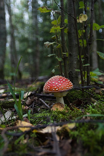 moucha agaric, houba, rostlina, muchomůrka, mykologie, les, divoký, Příroda, zblízka