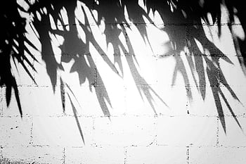 hollow blocks wall, monochrome, leaf shadows, textured concrete, wall pattern, black and white, shadow art, architectural photography, outdoor shadows, minimalist photography, concrete texture