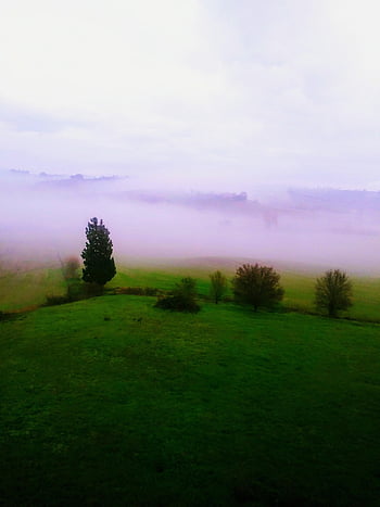 panorama, tuscany, cypress Trees, nature, landscape, hill, vacation, italian, siena