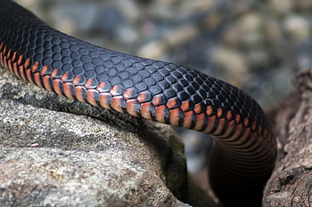 Červené, červené břicho, pseudechis porphyriacus, Red Belly Black Snake, černý had, jedovatý, zvíře, plaz, váhy, břicho, Austrálie