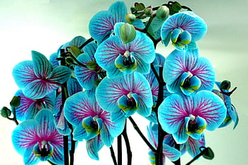 orchids, flowers, flower Background, beautiful Flowers, blue, blossom, bloom, nature, plants, tropical, flower Wallpaper