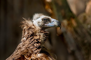 cinereous Vulture, vulture, bird, animal, aegypius Monachus, bird Of Prey, raptor, scavenger, wildlife, predator, plumage