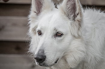 犬、 羊飼いの犬、 羊飼い、 白、 自然、 カナダ人、 ドイツ人、 毛皮の鼻、 サラブレッド、 動物、 忠実な