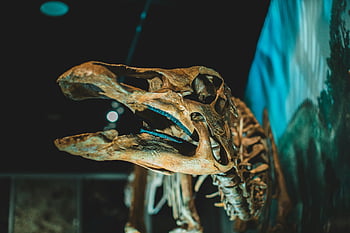 dinosaur skeleton, museum exhibition, close-up view, dinosaur head, side view, dinosaur display, prehistoric exhibit, fossil exhibit, dinosaur bones, museum display, dinosaur exhibit