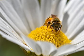 bee, insect, nature, macro, pollination, honey Bee, wing, close Up, world Bee Day, blossom, bloom