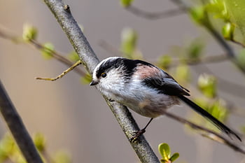 animal, forest, wood, nature, green, bird, wild Bird, energy Guide, face, beak, feathers