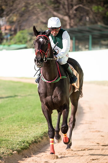 horse, equine, horse Race, horse Racing, horse Riding, nature, horsebackriding, btc, horseriding, horseracing, trinetraphotography