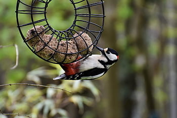 bird, woodpecker, great Spotted Woodpecker, forest Bird, tree, garden, nature, animal, forest, feeding, ornithology