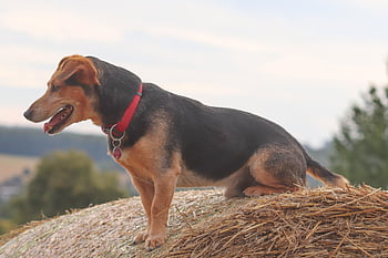 dog, domestic Animal, hybrid, mixed Breed Dog, to Sit, animal, fur, snout, mammal, domestic Dog, straw Bales