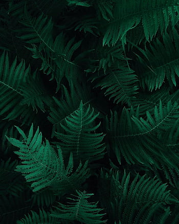 foglie di felce verde, Fern smeraldo, schemi naturali, Fern ravvicinata, Foglie verdi ricche, modelli intricati, bellezza naturale, Fotografia di felce, vegetazione lussureggiante, Dettagli botanici, fogliame della foresta