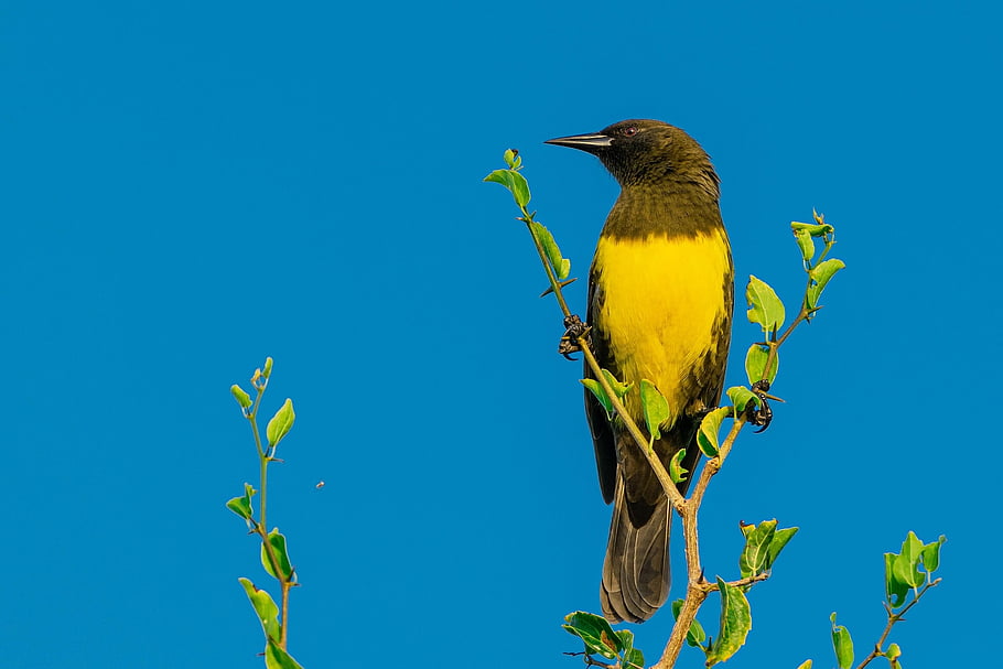 bird, beak, plumage, ornithology, nature, animal, wildlife, pens, bird Watching