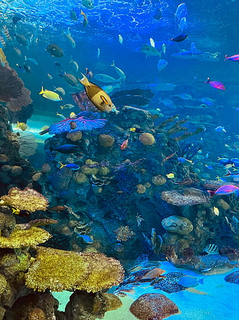 Rafa koralowa, Scena podwodna, życie morskie, żywe kolory, różnorodne ryby, ekosystem oceaniczny, kolorowe koralowce, Tropikalna ryba, środowisko wodne, Różnorodność biologiczna rafy, fotografia podwodna