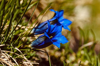 gentians, květinové pozadí, květiny, krásné květiny, rostlina hořce, modré květy, Příroda, okvětní lístky, modré okvětní lístky, horské květiny, léčivé rostliny