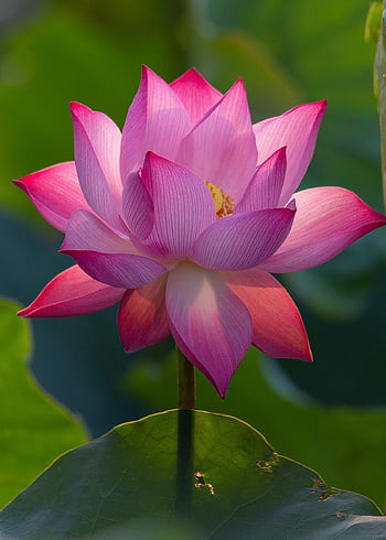 lotus, květinové tapety, květ, růžový květ, lotosový květ, okvětní lístky, růžové okvětní lístky, krásné květiny, flóra, vodní rostliny, květinové pozadí