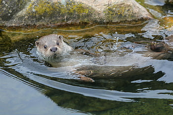European otter, swimming otter, clear water stream, otter in water, playful otter, otter surrounded by rocks, otter in nature, otter habitat, otter wildlife, otter in stream, otter in river