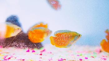 Trpaslík Gourami, barevné akvárium, živé ryby, detail, vodní život, nádrž, plavání, živé odstíny, složité vzory, pet ryby, akvarijní ryby