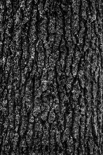 tree bark, textured pattern, close-up, black and white, rugged texture, natural pattern, detailed texture, bark texture, tree texture, monochrome, high contrast