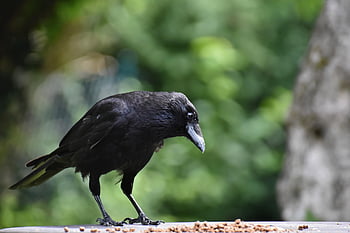 crow, bird, carrion Crow, beak, feathers, plumage, fauna, wildlife, ornithology, animal