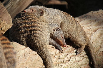 mongoose, dwarf Mongoose, wildlife, mammal, cute, cuddle