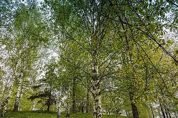 Birke, Baum, Natur, Hain, Wald