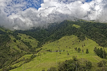 colombia, el Bosque De Palmas, palm Trees, cocora Valley, forest, valley, mountains, wax Palm Trees, valle Del Cocora, tree, landscape