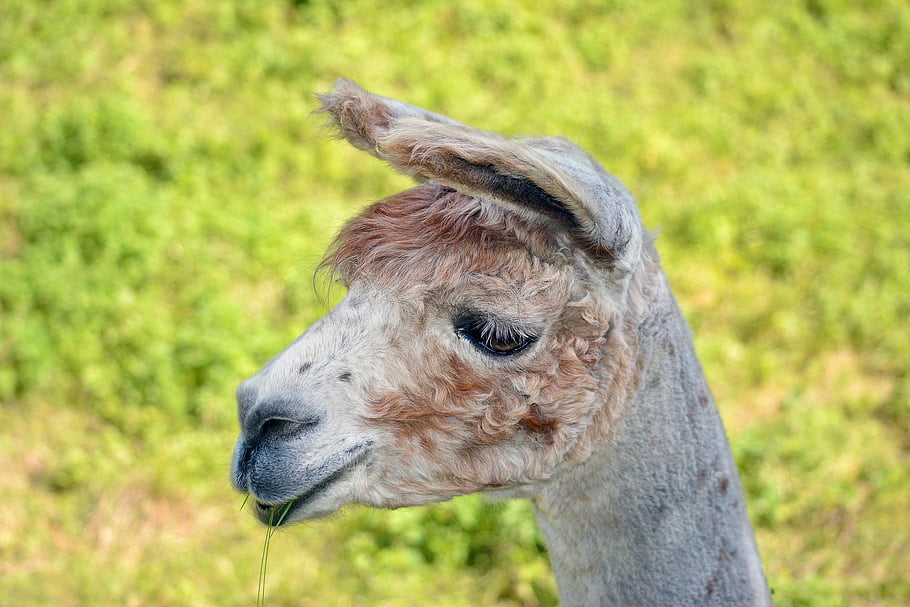llama, head, portrait, close Up, llama Head, mammal, animal World, animal, peru, grassland