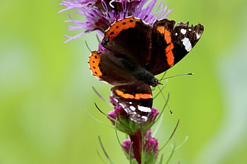 admiral, butterfly, insect, wing, pollination, butterflies, nature, nectar, close Up, wildlife